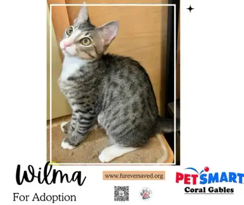 Wilma photo 3