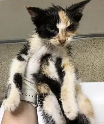 Xena
