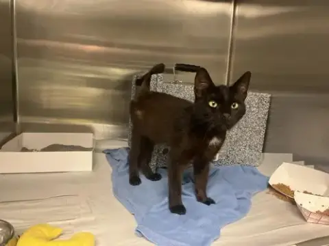 Lila