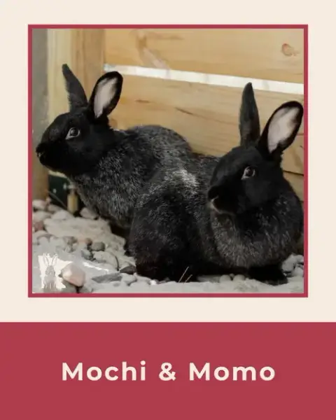 Mochi