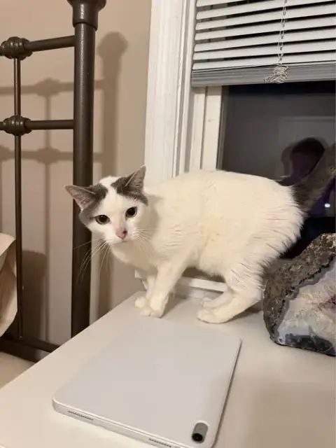 Moscato