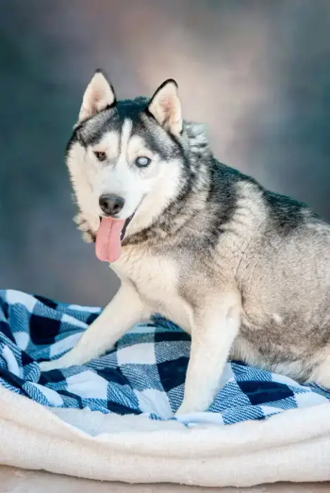 Captain Lobo photo 2