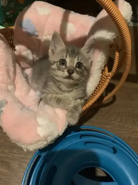 Pippin
