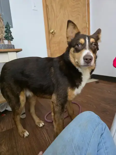 O'Malley