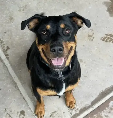Obi