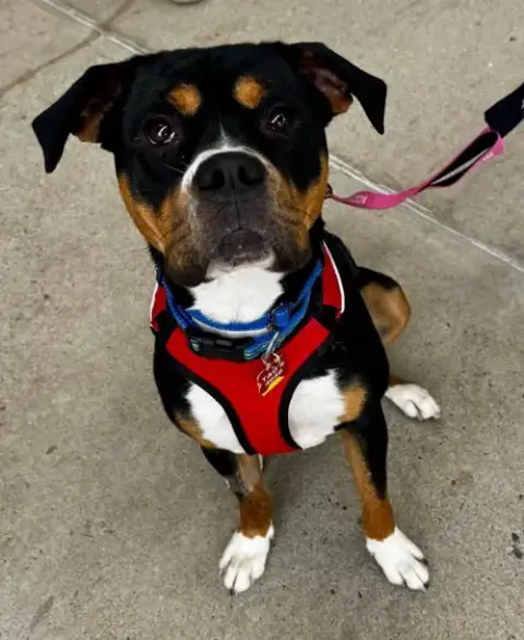 Rocko * Adopt Or Foster*