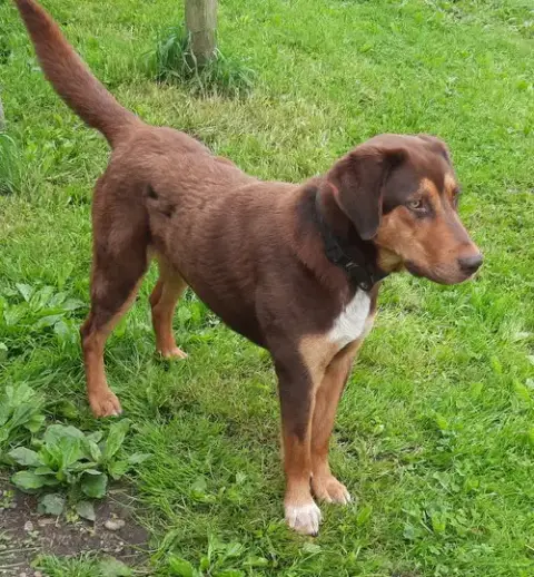 Bruce