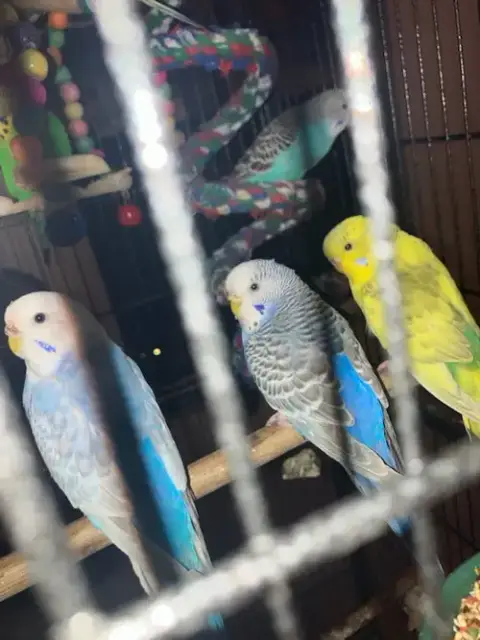 Parakeets 2 Males photo 5