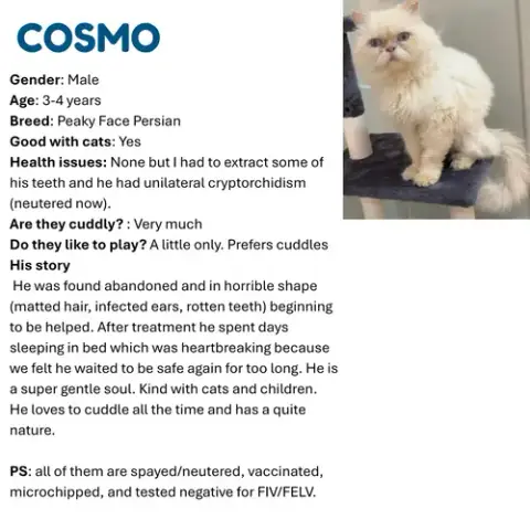 Cosmo Sa Purrsian photo 3