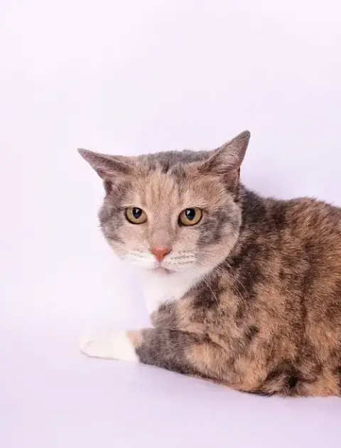 Tori
