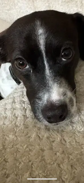 Stella photo 2