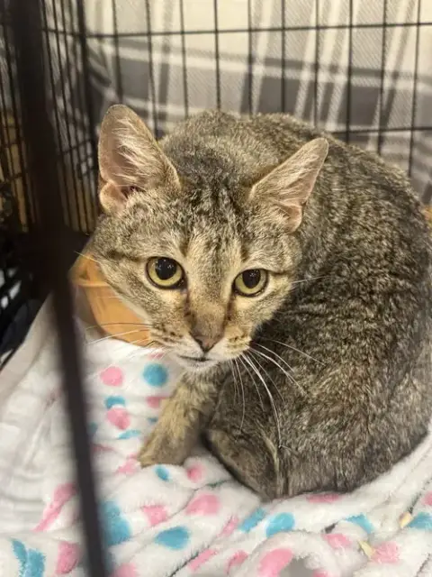 Nova