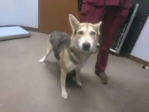 Kiwi