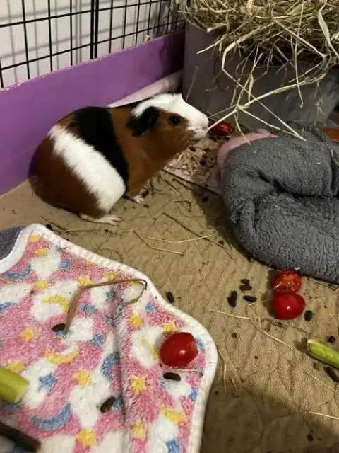 Cocoa And Alfie photo 3