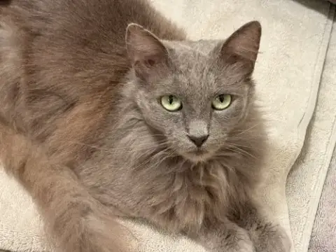 Luna photo 4