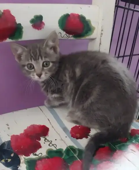 Baby Cakes * In Foster * photo 3
