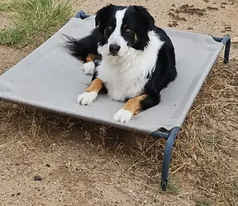 **Dexter *Please Read Bio Below
