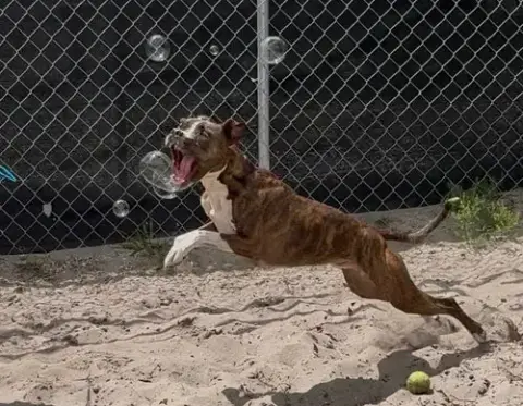 Cooper photo 4