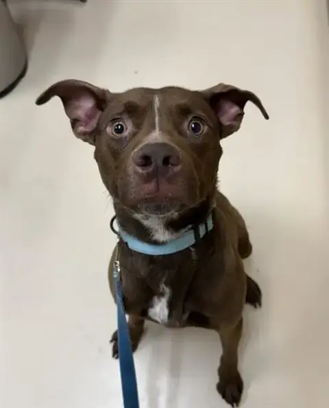 Indigo