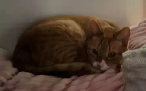 Marmalade photo 2