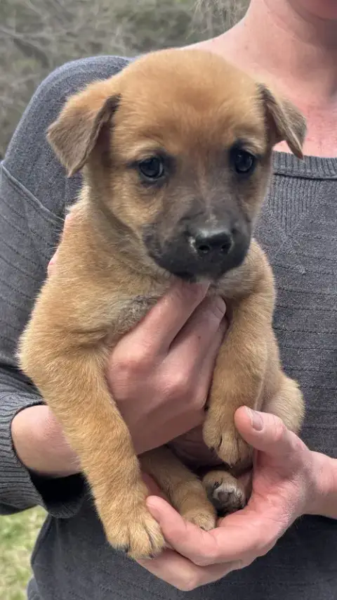 Penny