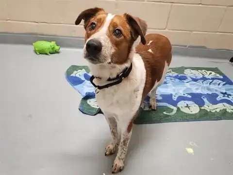 Bolt