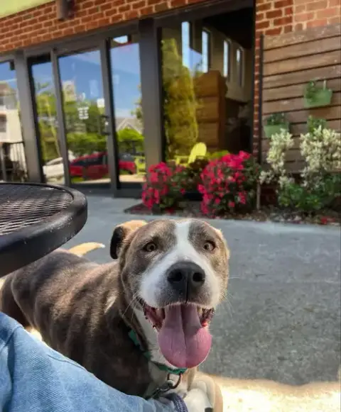 Callie: At Shelter photo 4
