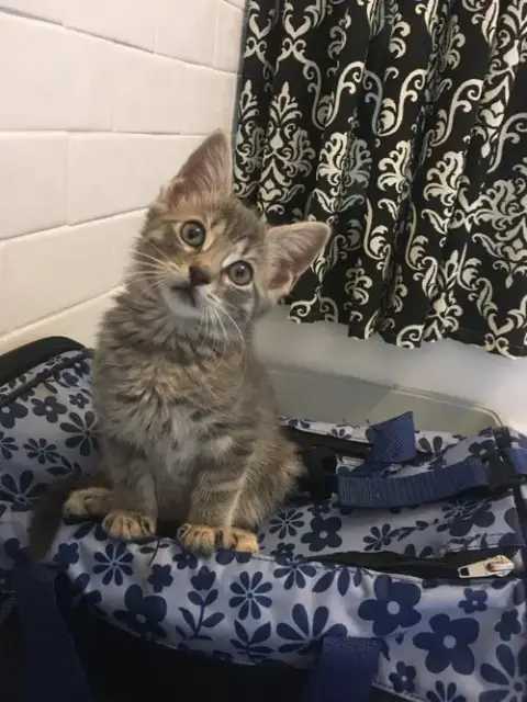 Thunder Cat