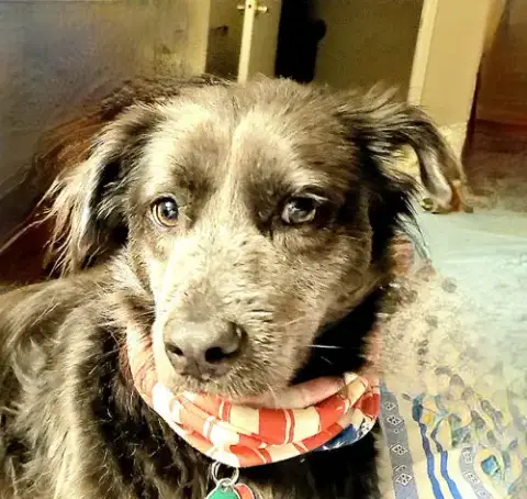Brody photo 2