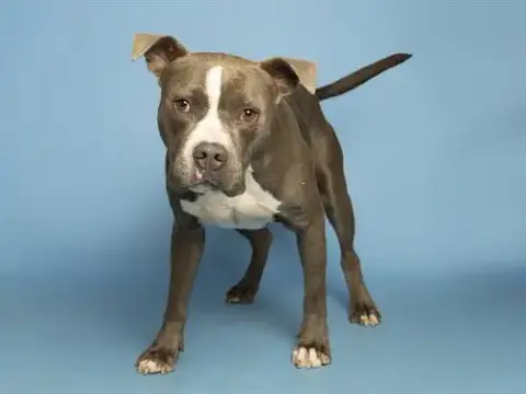 Sweetie