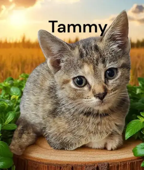 Tammy photo 2