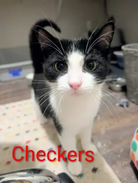 Checkers