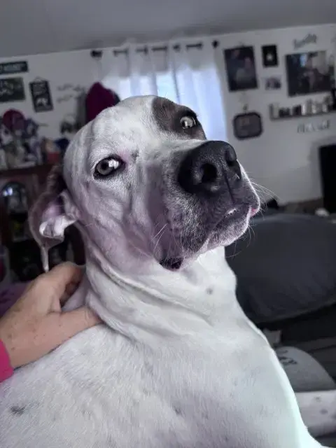 O'Malley photo 4