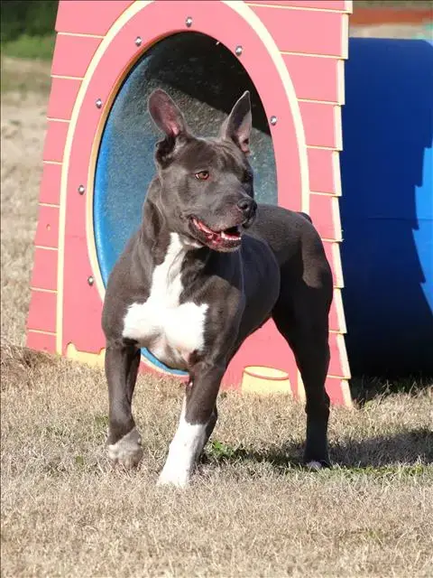 Nyla