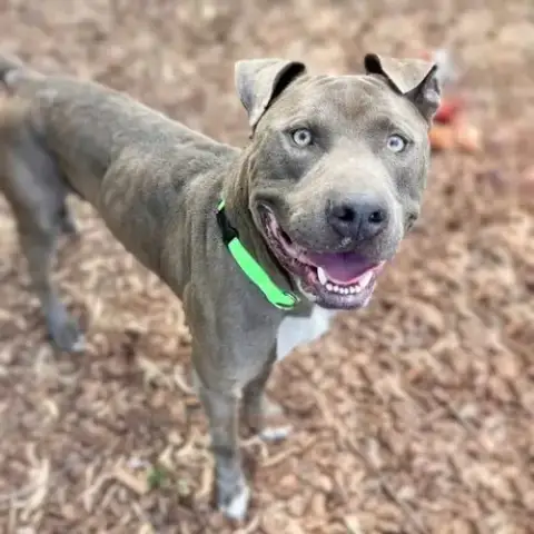Koa