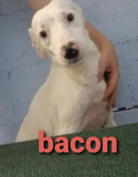 Bacon * photo 2