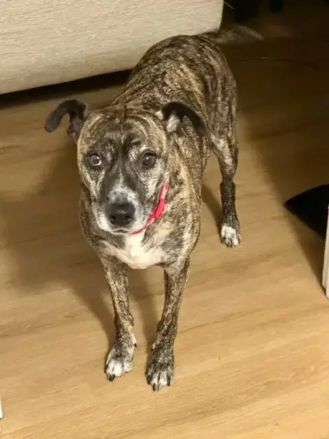 Trixie photo 2