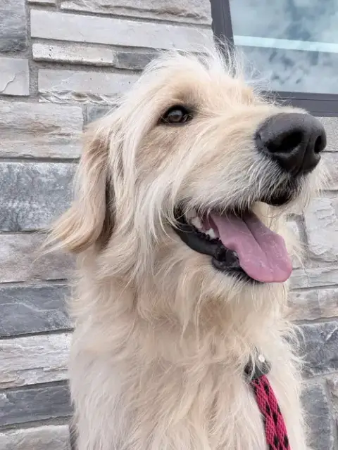 Sampson photo 2