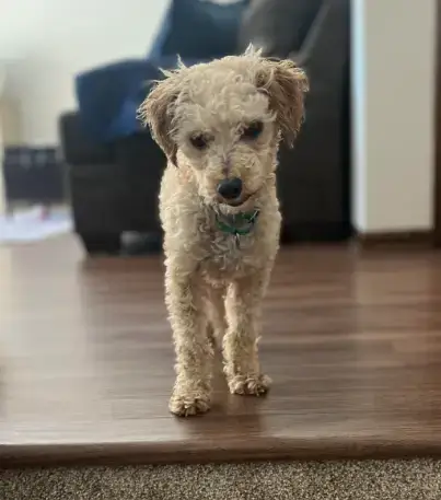 Owen