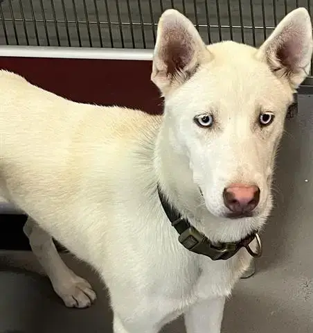 Zeus