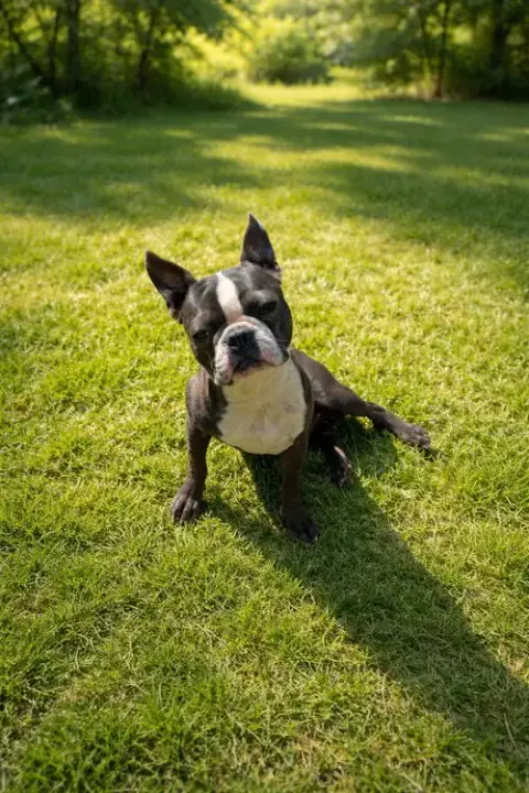 Ronnie