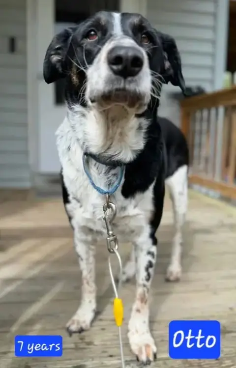 Otto *Urgent**