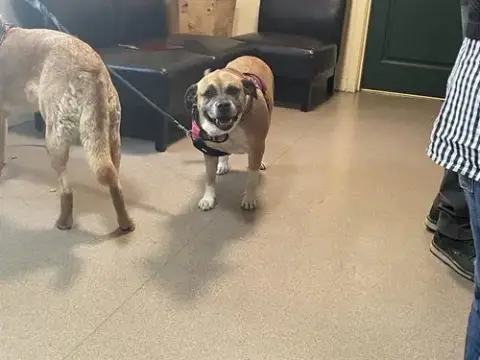 Nala