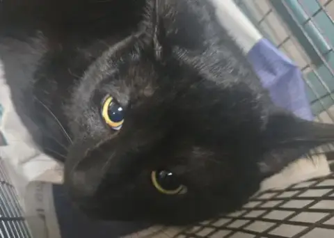 Tikki