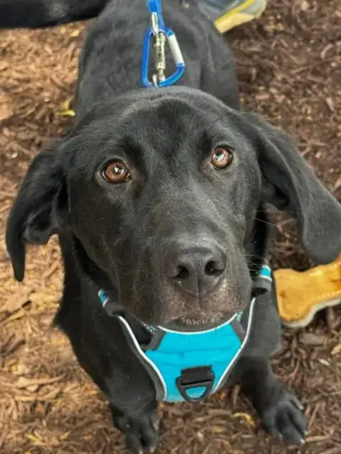 Mr Magoo*Adopt Or Foster*