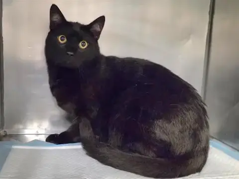 Archie Binx
