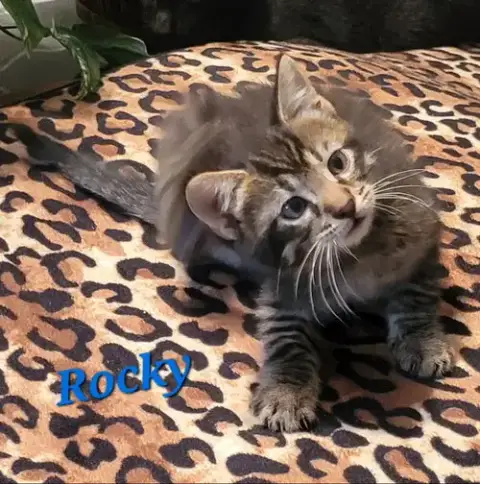 Rocky photo 2