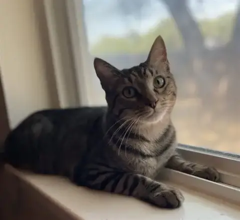 Lalo
