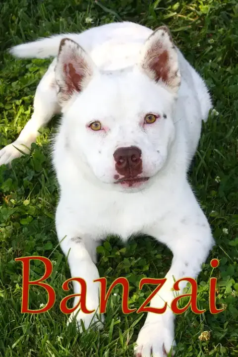 Banzai