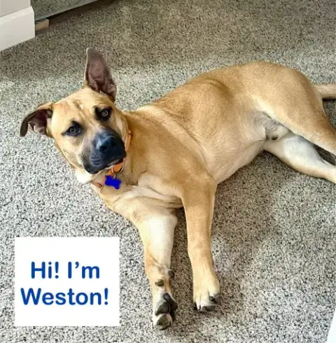 Weston
